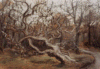 Knorriger Baum Sanssouci